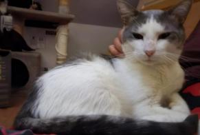 Alerte Disparition Chat Mâle, 2 ans Villeurbanne France