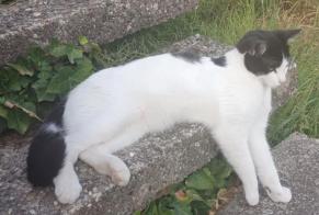 Alerte Disparition Chat croisement Mâle, 2 ans Riedisheim France