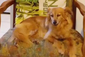 Alerte Disparition Chien croisement Femelle, 10 ans Languidic France