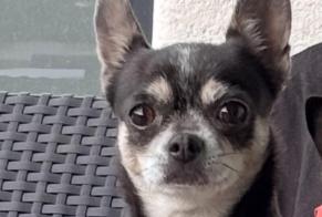Alerte Disparition Chien Femelle, 8 ans Gournay-sur-Marne France