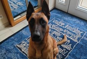 Alerte Disparition Chien Mâle, 5 ans Saint-Yrieix-sur-Charente France