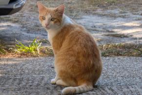 Alerte Découverte Chat Mâle Talence France