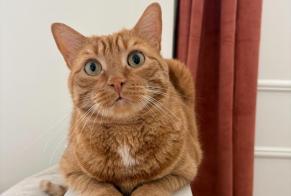 Alerte Disparition Chat Mâle, 5 ans Saint-Pierre-des-Corps France
