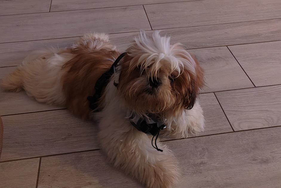 Alerte Disparition Chien  Mâle , 2026 ans Agde France