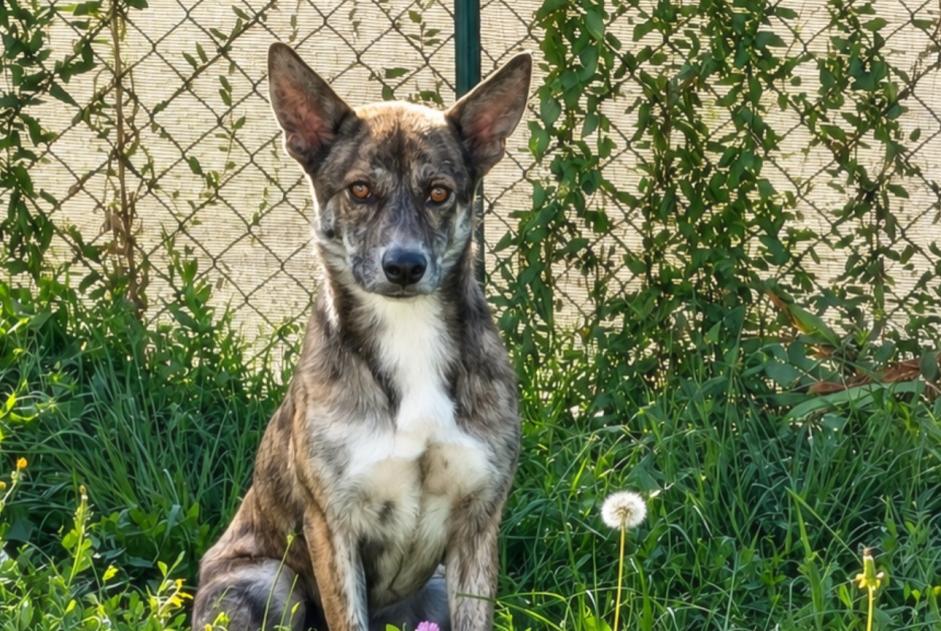 Alerte Disparition Chien croisement Mâle , 2 ans Alby-sur-Chéran France