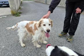 Alerte Découverte Chien Mâle Saint-Michel-sur-Savasse France