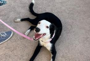 Alerte Découverte Chien croisement Mâle Saint-Céré France