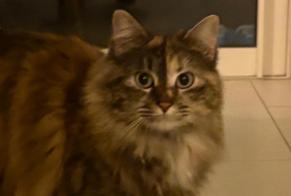 Alerte Disparition Chat Femelle, 2 ans Lucciana France