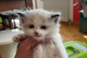 Alerte Découverte Chat Femelle Olivet France