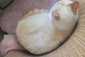 Alerte Disparition Chat croisement Femelle, 6 ans Paris France