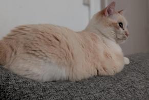 Alerte Disparition Chat croisement Femelle, 6 ans Paris France