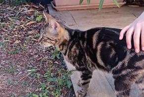 Alerte Découverte Chat Mâle Saint-Rogatien France