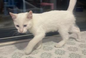 Alerte Découverte Chat Mâle Anse France