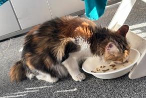 Alerte Découverte Chat Femelle, 1 année Bordeaux France
