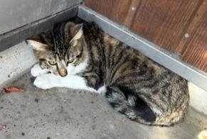 Alerte Découverte Chat Mâle, 2 ans Bordeaux France