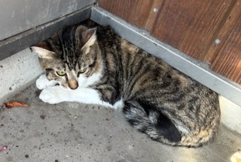 Alerte Découverte Chat Mâle , 2 ans Bordeaux France