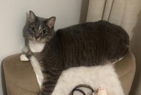 Alerte Disparition Chat Femelle, 5 ans Grenoble France