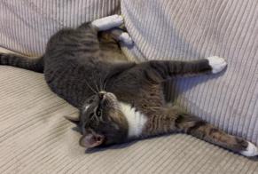 Alerte Disparition Chat Femelle, 5 ans Grenoble France