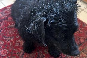 Alerte Disparition Chien croisement Femelle, 14 ans Cruseilles France