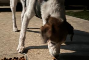 Alerte Découverte Chien croisement Inconnu La Teste-de-Buch France