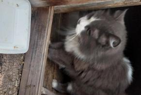 Alerte Découverte Chat Femelle Le Port France