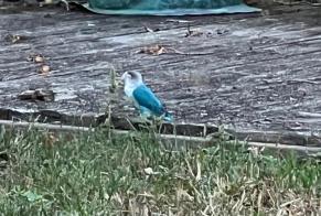 Alerte Découverte Oiseau Inconnu Peujard France