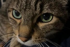 Alerte Disparition Chat Mâle, 18 ans Lyon France