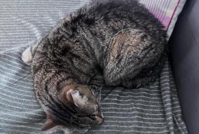 Alerte Disparition Chat Mâle, 18 ans Lyon France