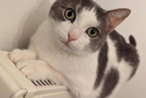 Alerte Disparition Chat Femelle, 7 ans Paris France