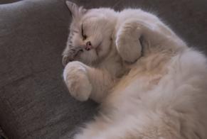 Alerte Découverte Chat Femelle Vendargues France