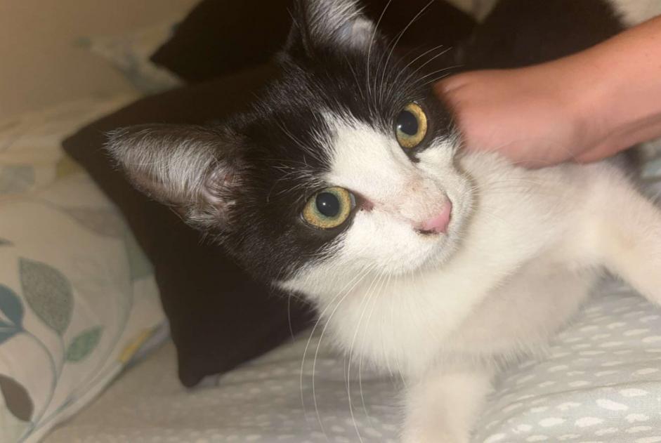 Alerte Découverte Chat Femelle Le Havre France