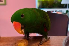Alerte Disparition Oiseau Mâle, 2026 ans La Chapelle-Saint-Sauveur France