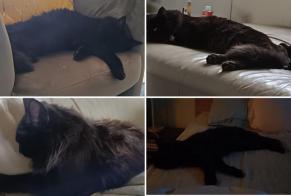 Alerte Disparition Chat Femelle, 1 ans Le Miroir France