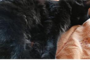 Alerte Disparition Chat Femelle, 1 ans Le Miroir France