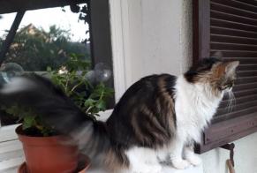Alerte Disparition Chat croisement Mâle, 9 ans Les Hauts-d'Anjou France