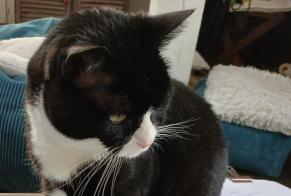 Alerte Disparition Chat Mâle, 3 ans Saint-Leu-la-Forêt France