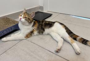 Alerte Découverte Chat Femelle, 1 année Nantes France