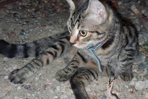 Alerte Découverte Chat Mâle Saint-Orens-de-Gameville France
