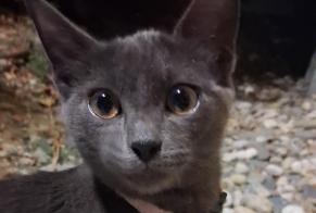Alerte Découverte Chat Femelle Saint-Orens-de-Gameville France