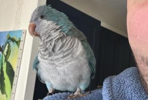 Alerte Disparition Oiseau Mâle, 2026 ans Nancy France