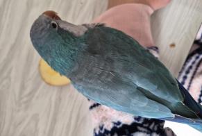 Alerte Disparition Oiseau Mâle, 2026 ans Nancy France
