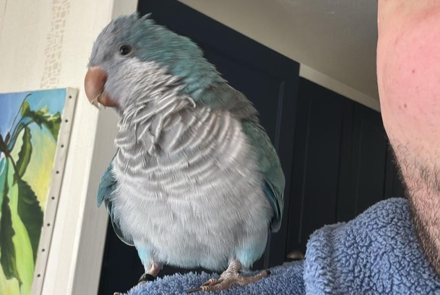 Alerte Disparition Oiseau Mâle , 2026 ans Nancy France