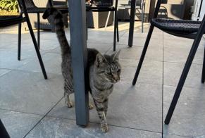 Alerte Disparition Chat Femelle, 3 ans Décines-Charpieu France