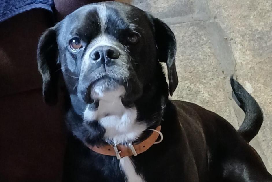 Alerte Découverte Chien croisement Mâle Lannion France