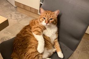 Alerte Disparition Chat Mâle, 10 ans Le Meux France