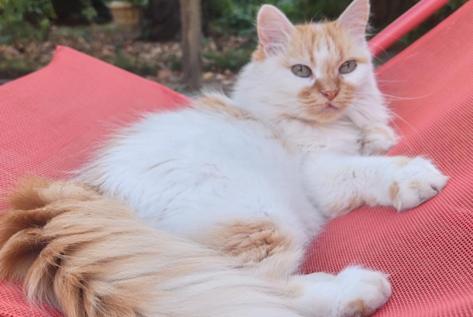 Alerte Disparition Chat Femelle , 10 ans Guéret France