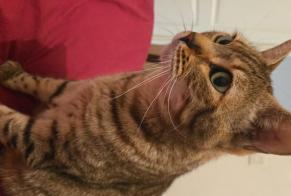 Alerte Disparition Chat croisement Mâle, 8 ans Lozanne France