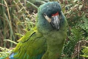 Alerte Découverte Oiseau Inconnu Geneston France
