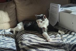Alerte Disparition Chat Mâle, 4 ans Roannes-Saint-Mary France