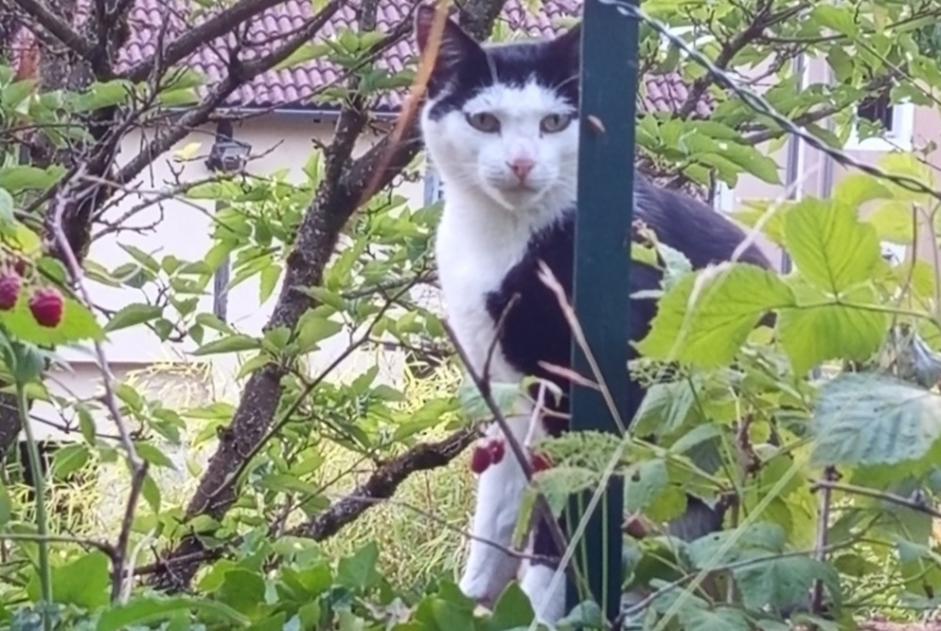 Alerte Disparition Chat Mâle , 4 ans Roannes-Saint-Mary France